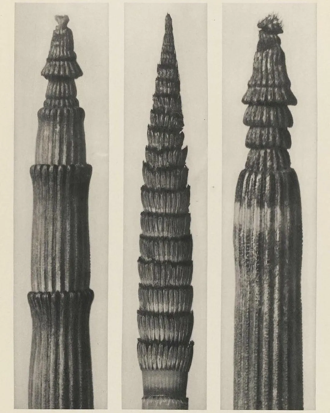 Tres tallos de cola de caballo, fotografía de Karl Blossfeldt