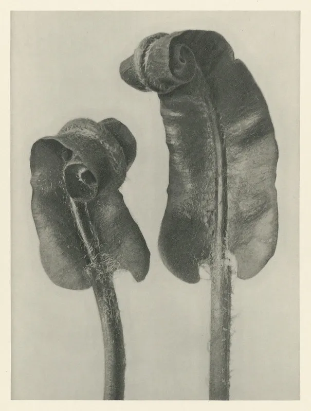 Hojas enrolladas, fotografía de Karl Blossfeldt