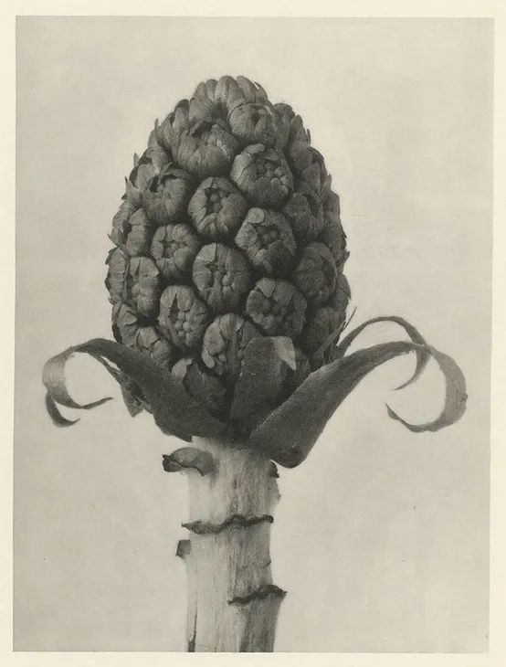 Planta en forma de piña, fotografía de Karl Blossfeldt