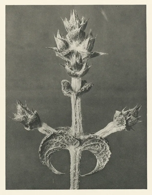 Planta espinosa, fotografía de Karl Blossfeldt