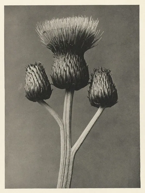 Cardo, fotografía de Karl Blossfeldt